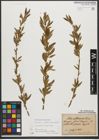 Foto von Salix triandra subsp. triandra L.